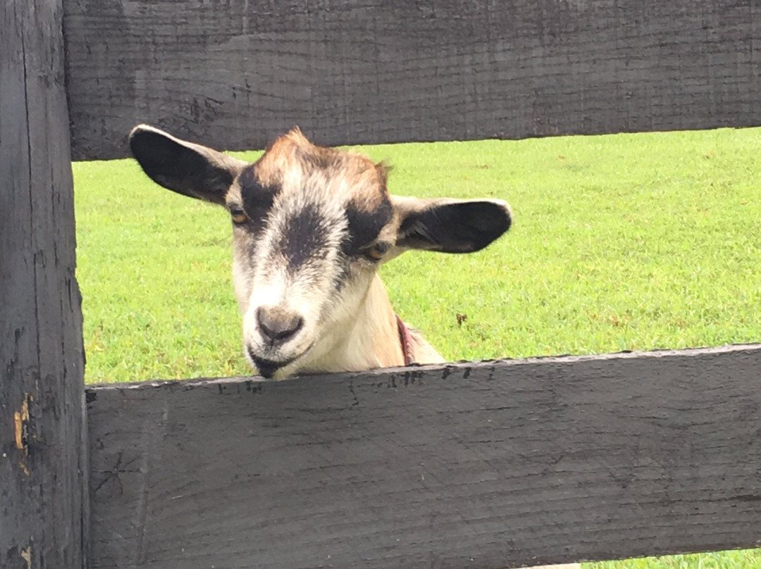 Little Goat Farm at the Lake景点图片