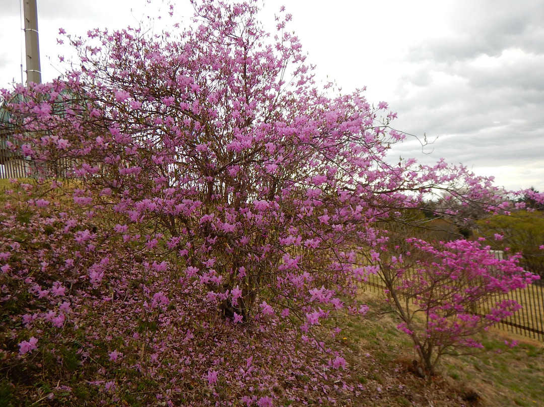 Mt. Dodaira-都几川町必去景点