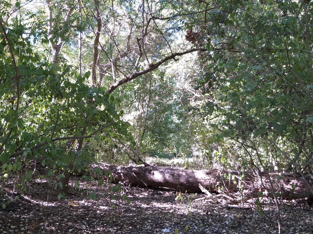 Letea Forest景点图片