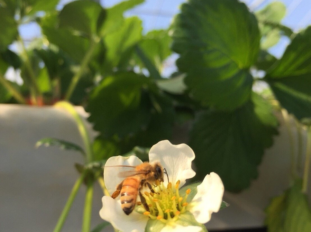 Osazen Strawberry Farm-八幡市必去景点