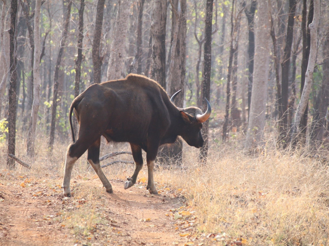 Achanakmar Wildlife Sanctuary景点图片