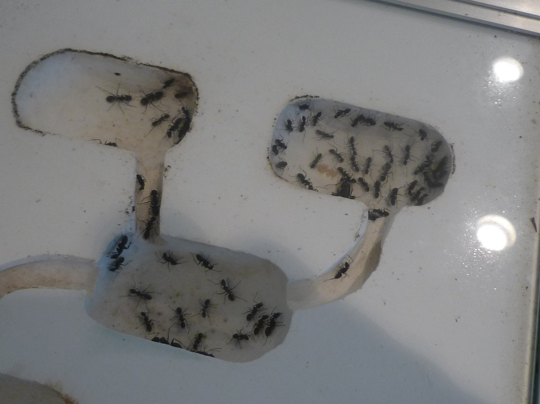 L'Oustal del Felibre di Tavan-Sendagi必去景点