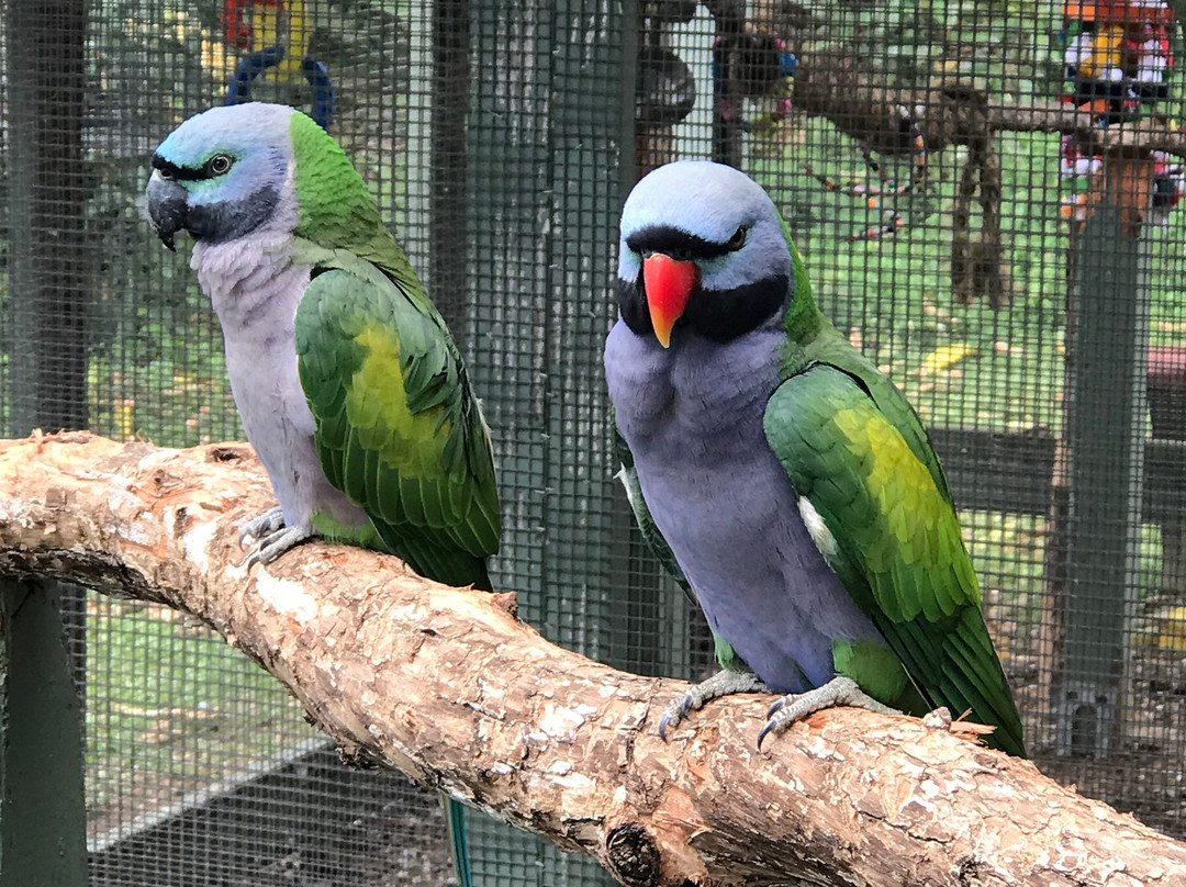 Parrots in Paradise Sanctuary-基亚拉凯库亚必去景点