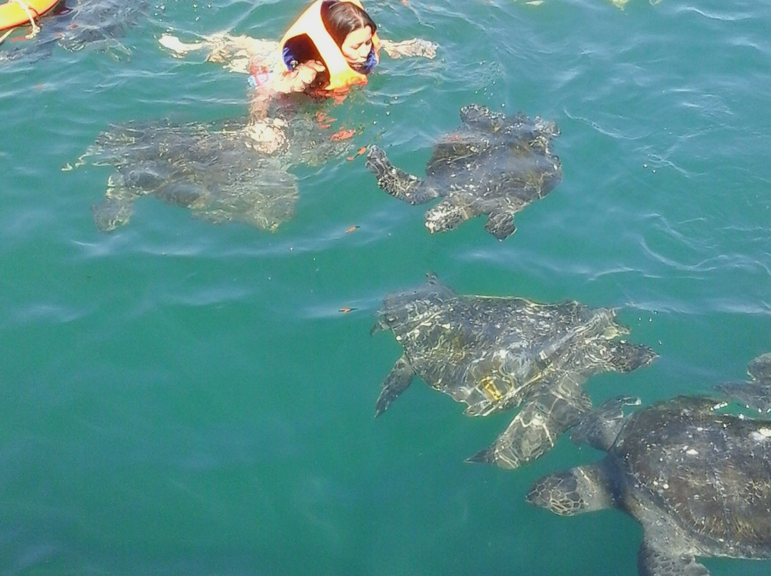 Nadando con Tortugas en El Nuro-Piura必去景点