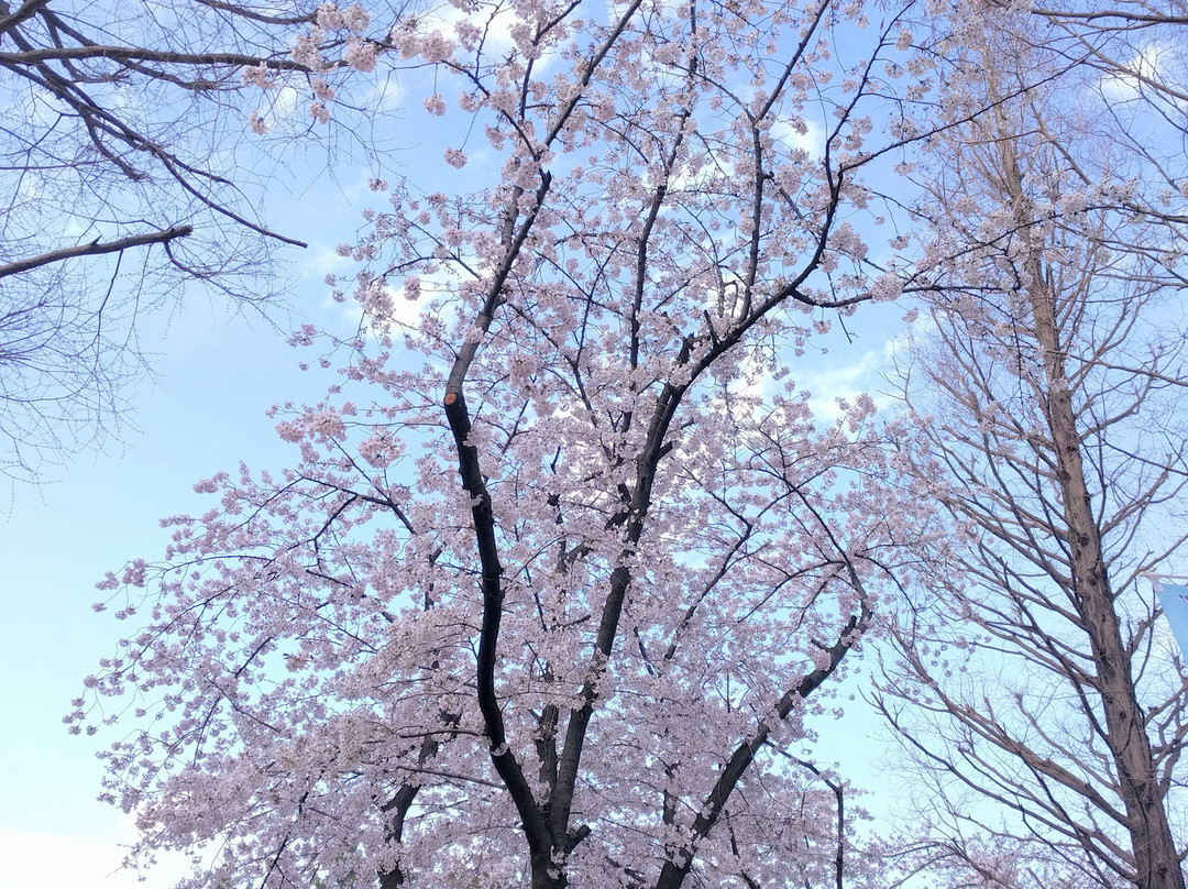 Motofuchi Park-足立区必去景点