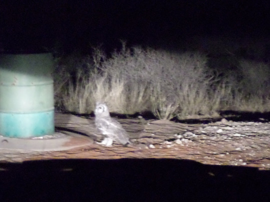 Twee Rivieren Restcamp主图