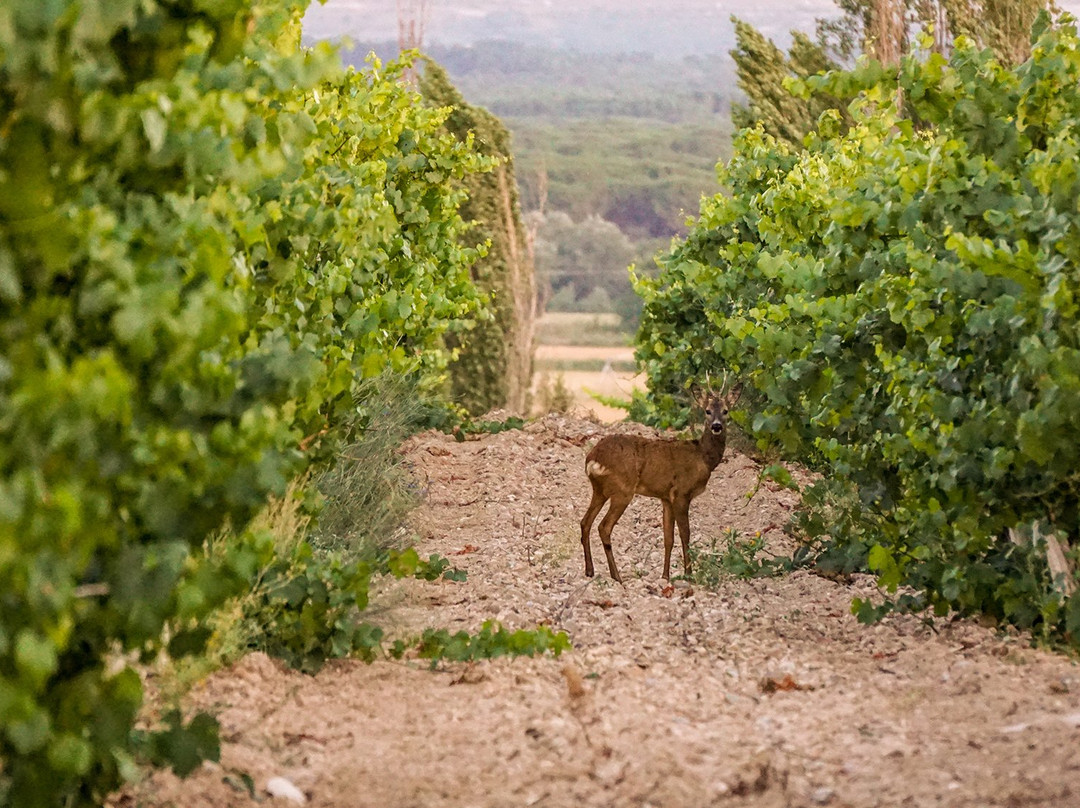 Bodegas Tarsila-瓦拉杜利德必去景点