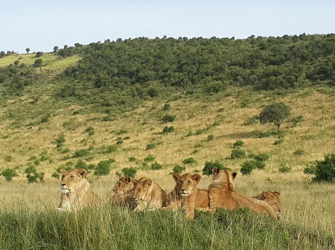 Benjamin Safaris景点图片