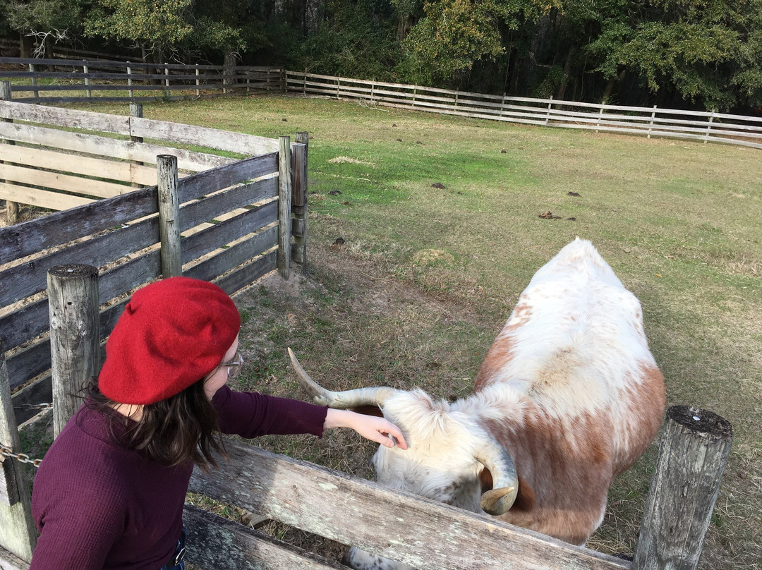 Landmark Park-多森必去景点