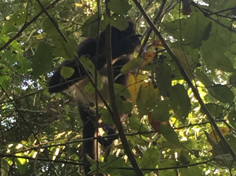 Mayans' Explorers-普拉亚德尔卡曼必去景点