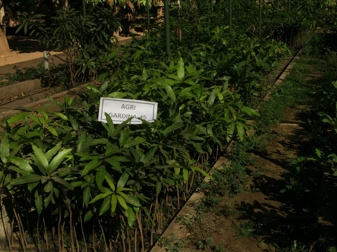 Kebun Percobaan Cukurgondang-巴苏鲁安必去景点