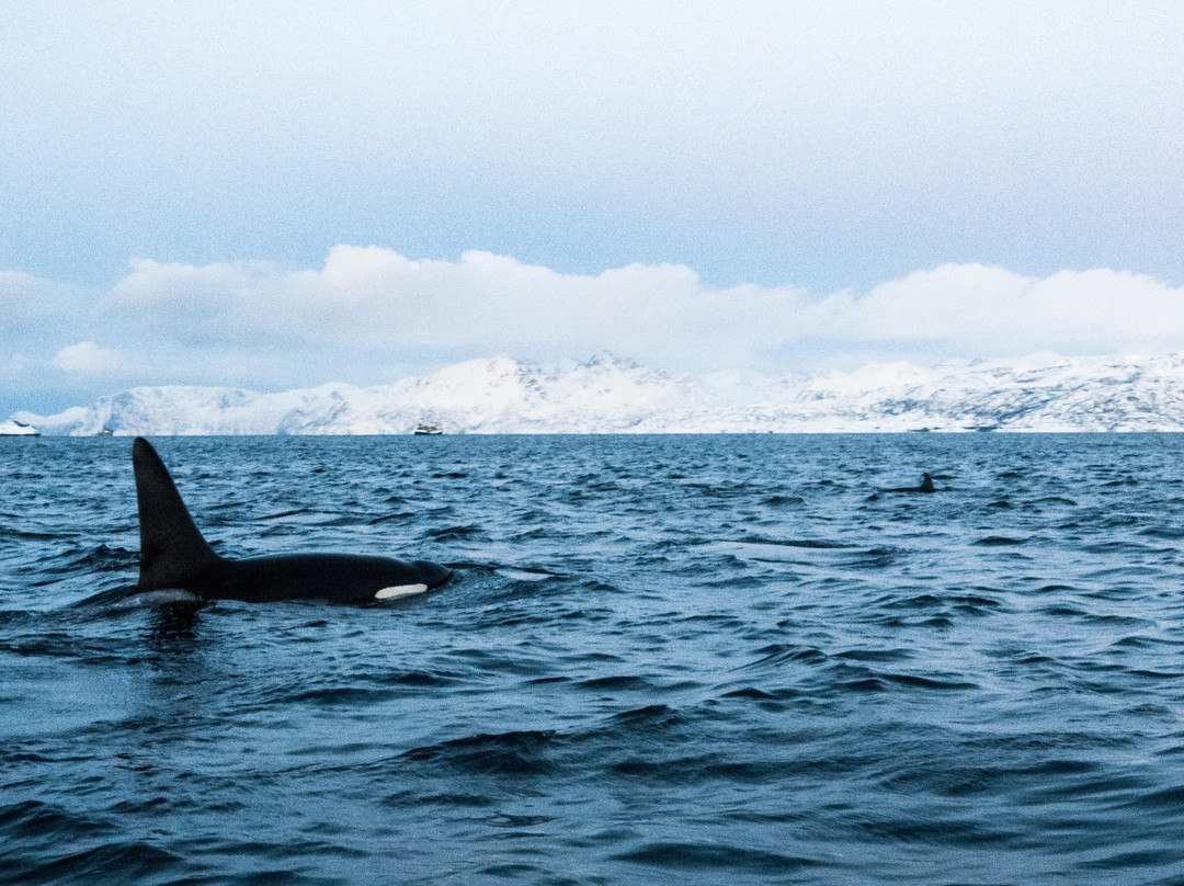 Nomad Diving-拉巴斯必去景点