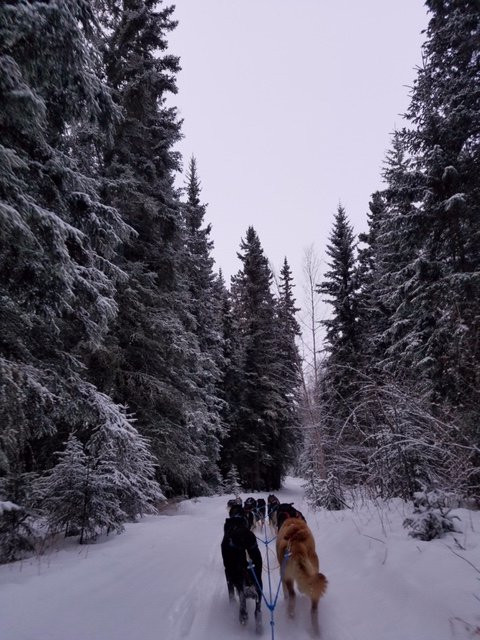 YoopAK Kennel and Tours-Nenana必去景点