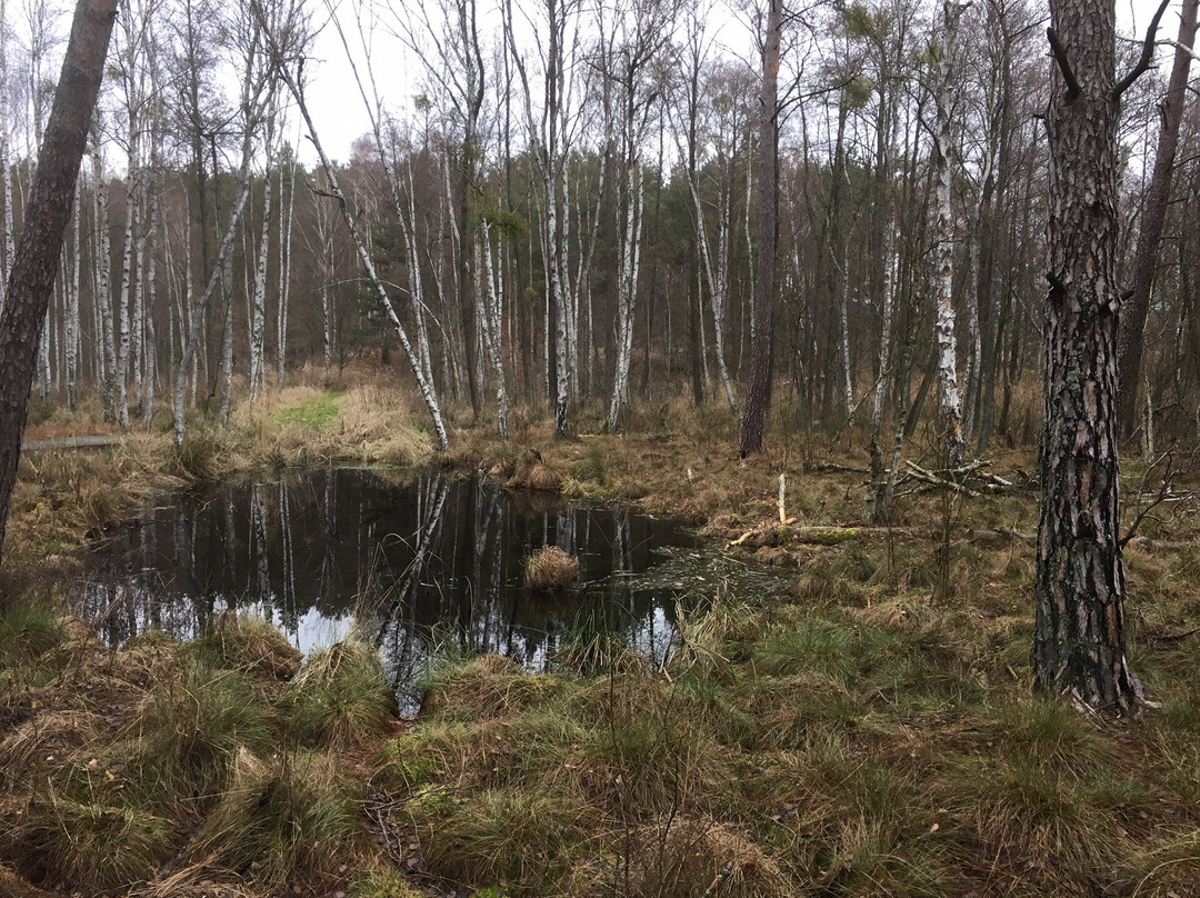 Pestkownica酒店住宿-Rezydencja nad jeziorem Pestkownica