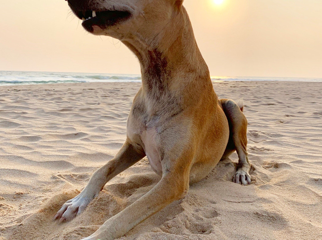 Beach House Habaraduwa主图