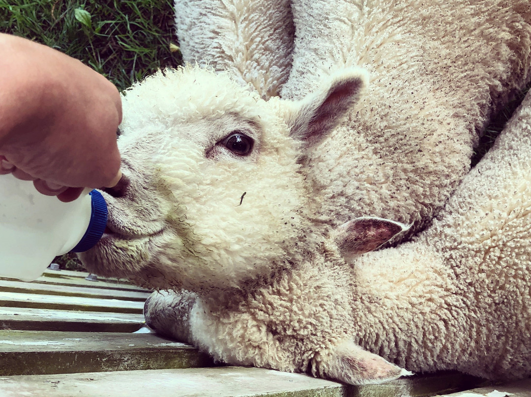 Llandaff Country Retreat B & B主图