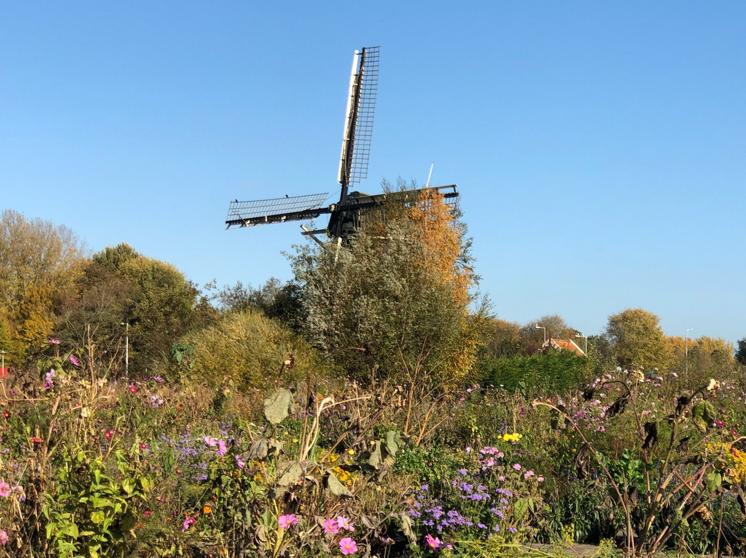 AmsterdamCanalPainting景点图片