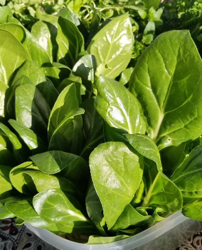 Duncan Farmers' Market景点图片