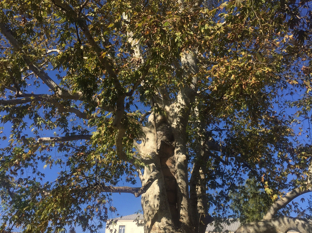 Palace of Imeretian Kings Okros Chardakhi-库塔伊西必去景点