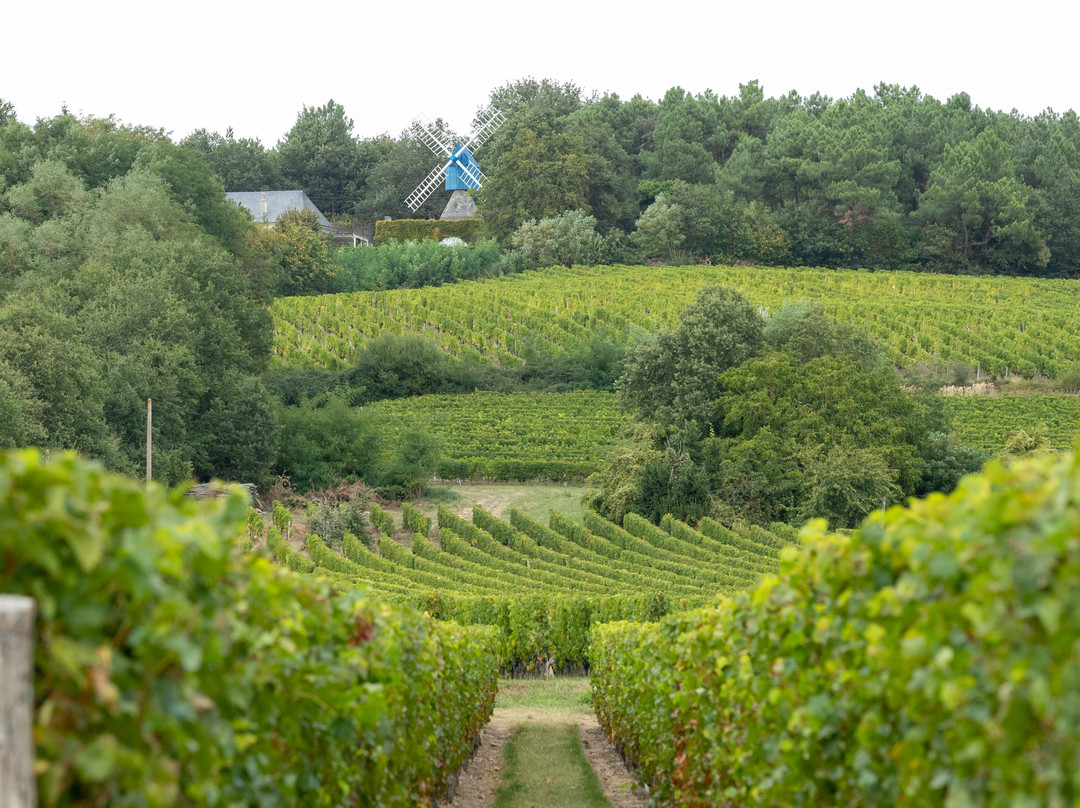 Maison des Vins de Bourgueil景点图片