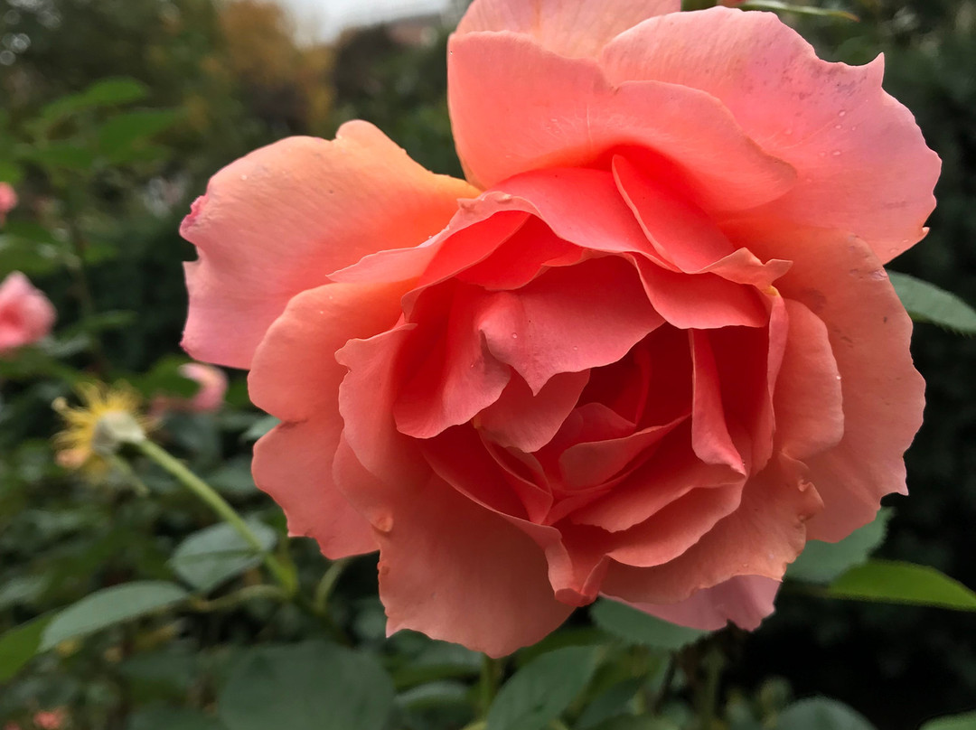 Merrick Rose Garden景点图片