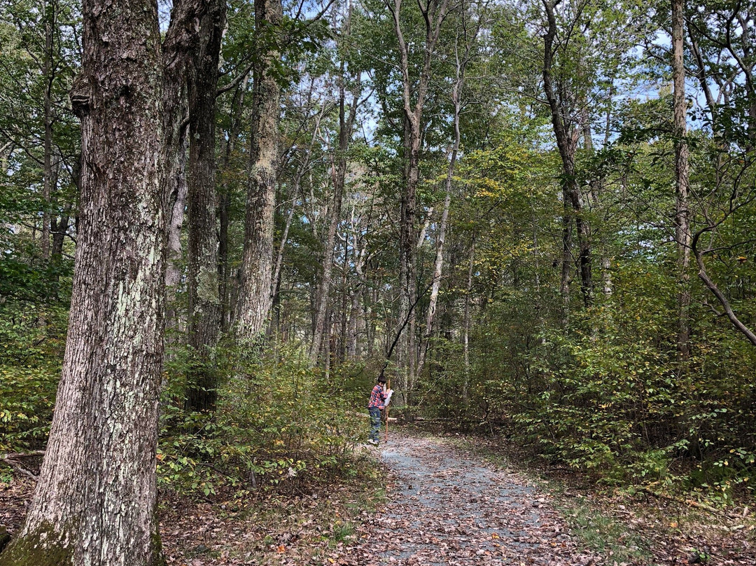 Limberlost Trail-雪兰多国家公园必去景点