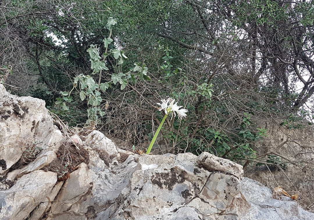 Pic des Singes景点图片