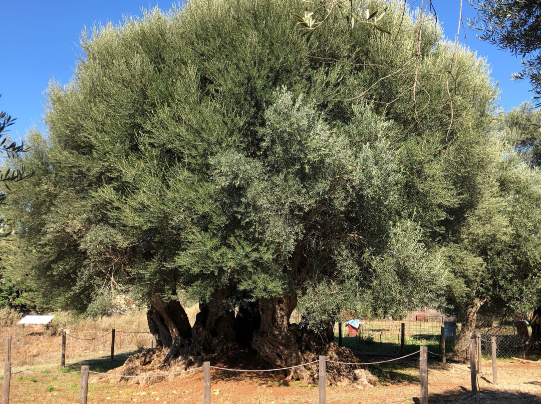 Monumental Olive Tree of Samonas-Samonas必去景点