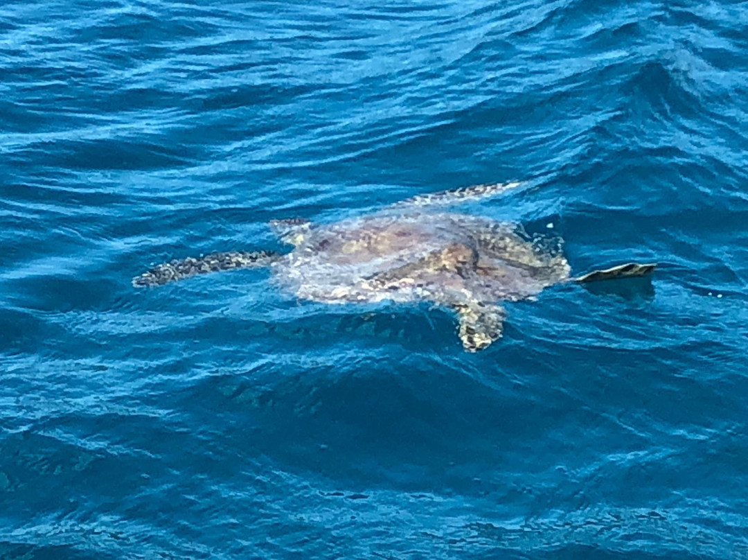 Discover 1770 & Agnes Water-Agnes Water必去景点