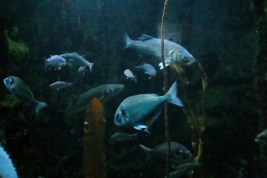Aquarium de Vannes景点图片