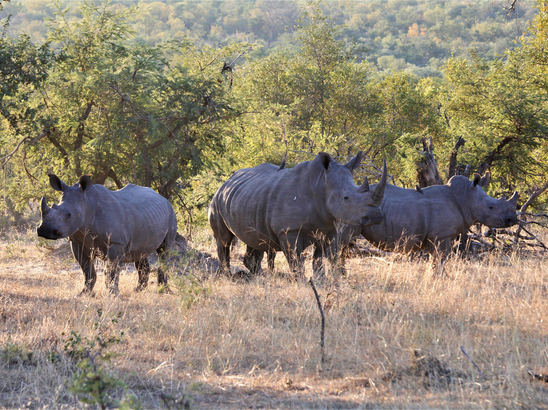 Spurwing Tourism Services-约翰内斯堡必去景点