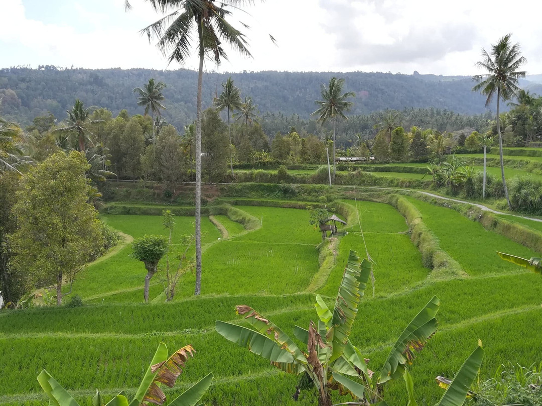 Pemuteran Menjangan Bali Transport-乌布必去景点