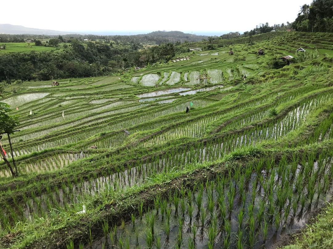 Bali Tour Kartika景点图片