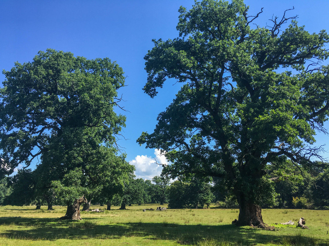 Breite Ancient Oak Tree Reserve景点图片