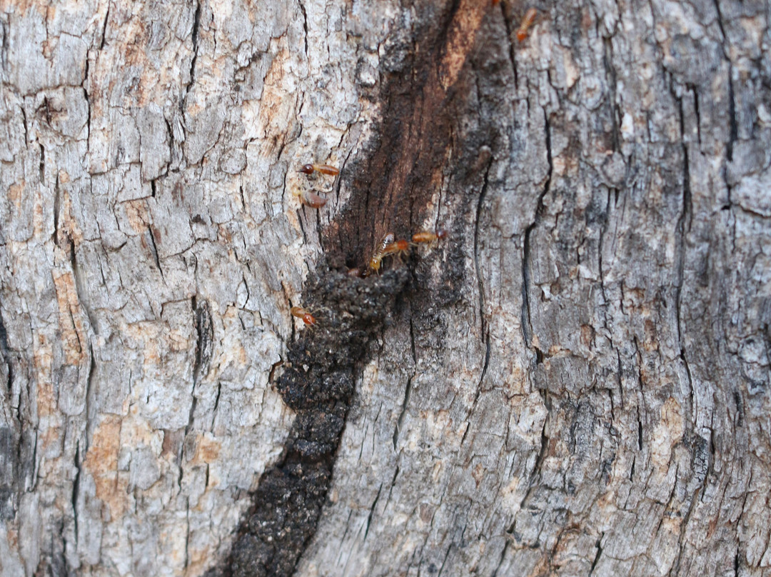 Mount Peel Bushland Park景点图片