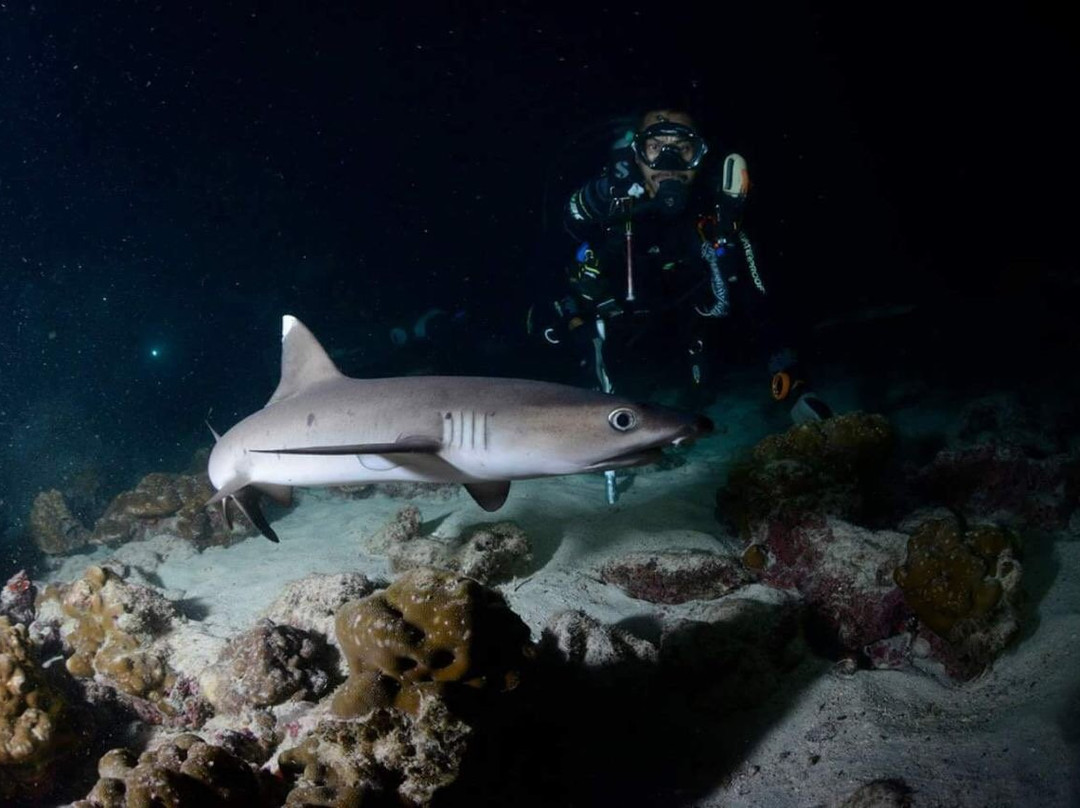 Sierpe River Camp主图