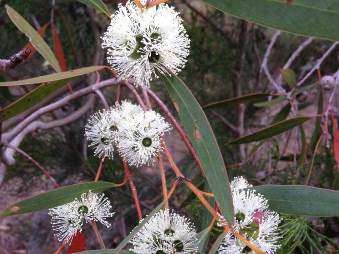 Edithburgh Flora Reserve景点图片