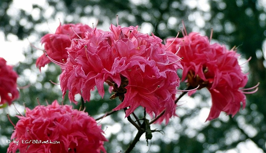 Rhododendronpark Jansen景点图片
