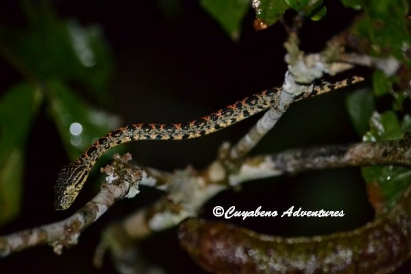 Cuyabeno Adventures-Nueva Loja必去景点