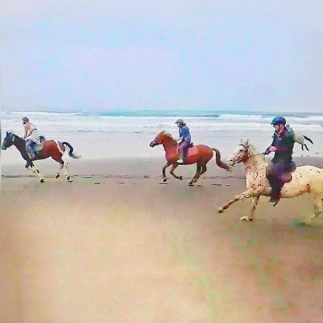 Wildcoast Ruapuke Horse Riding景点图片