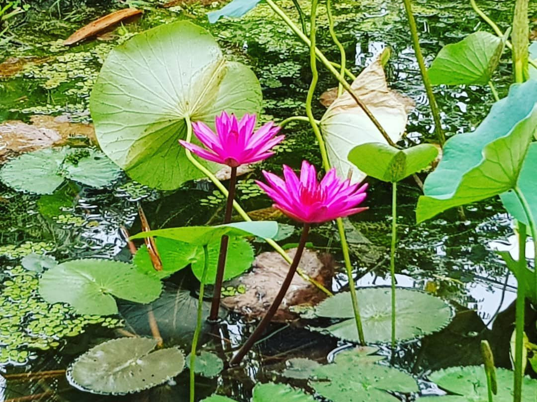 Thalaramba酒店住宿-Nature Home