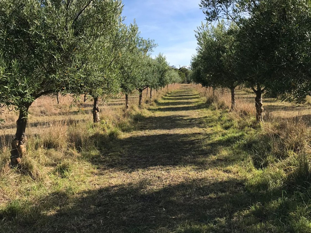 Freshfield Grove-Campania必去景点