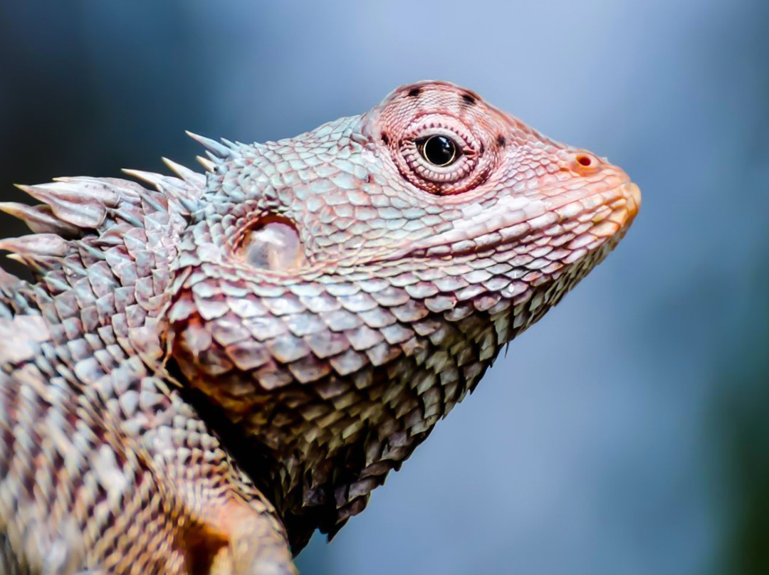 Go Yala Safari Tours-蒂瑟默哈拉默必去景点