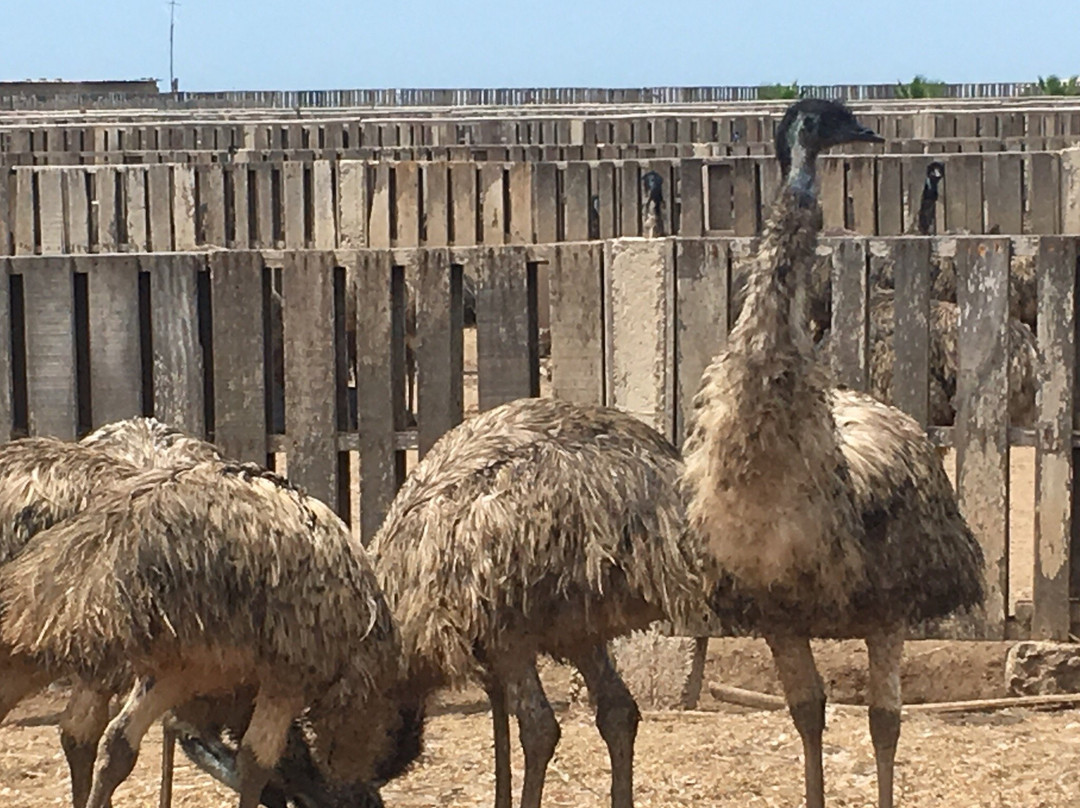 Aves Gigantes de Peru-Pimentel必去景点