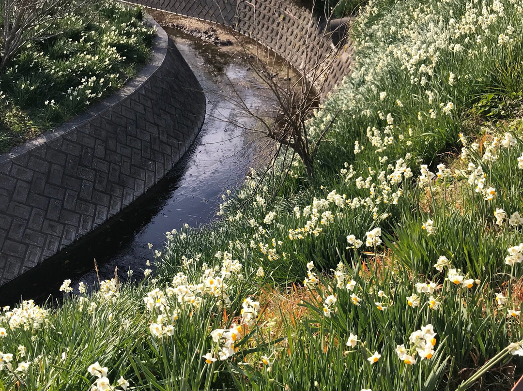Narcissus Road