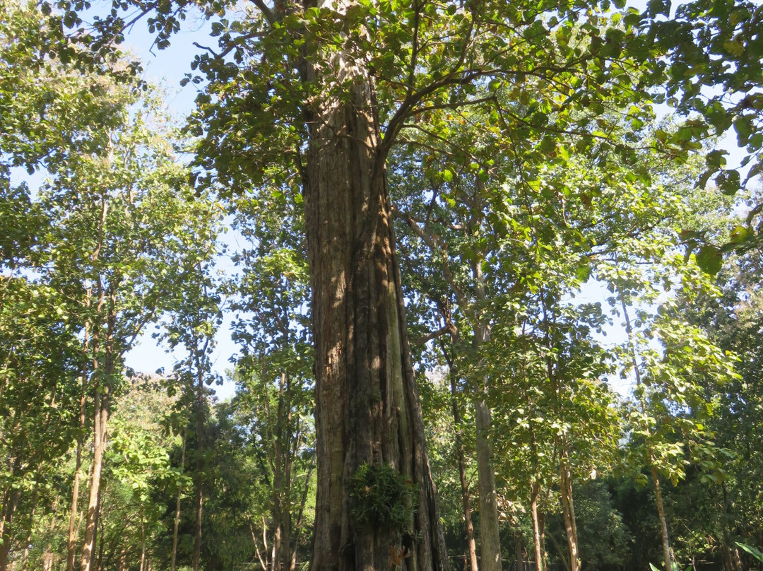 Sak Yai Forest Park-喃博必去景点