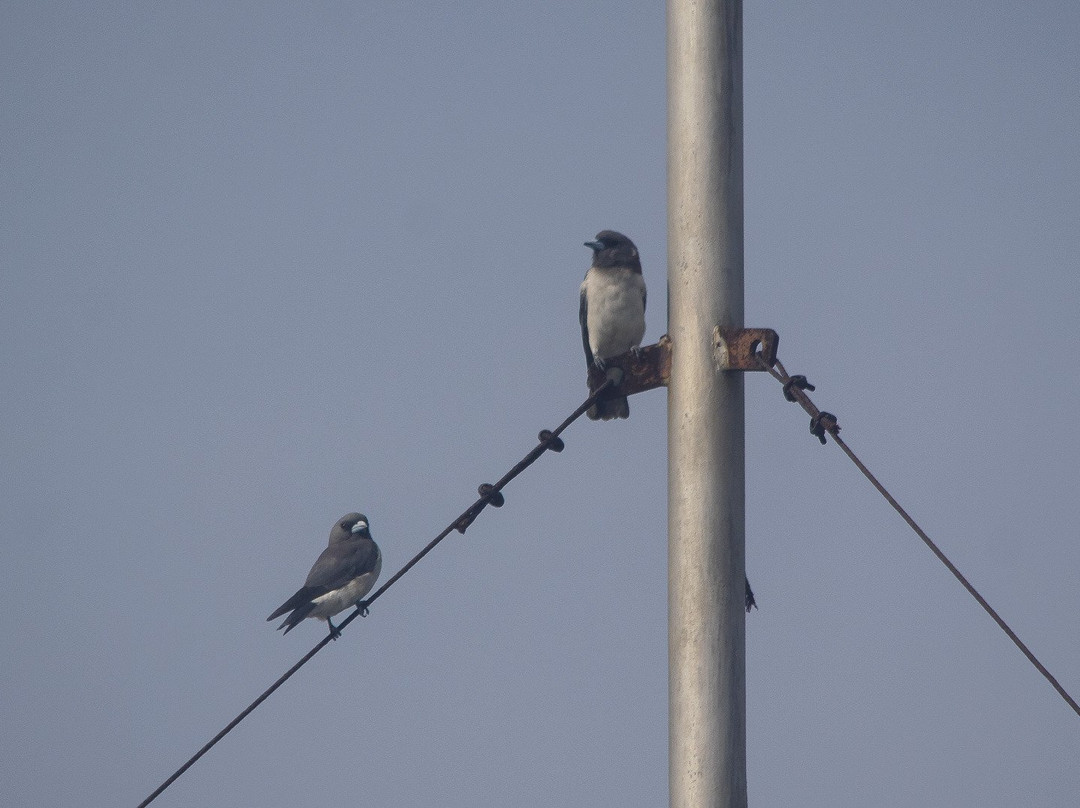 Birdpacker Birding Tour景点图片