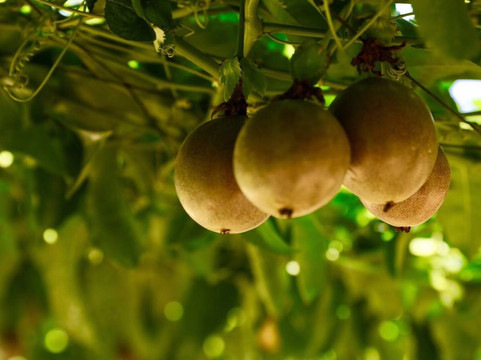 恭城古建筑群-恭城瑶族自治县必去景点