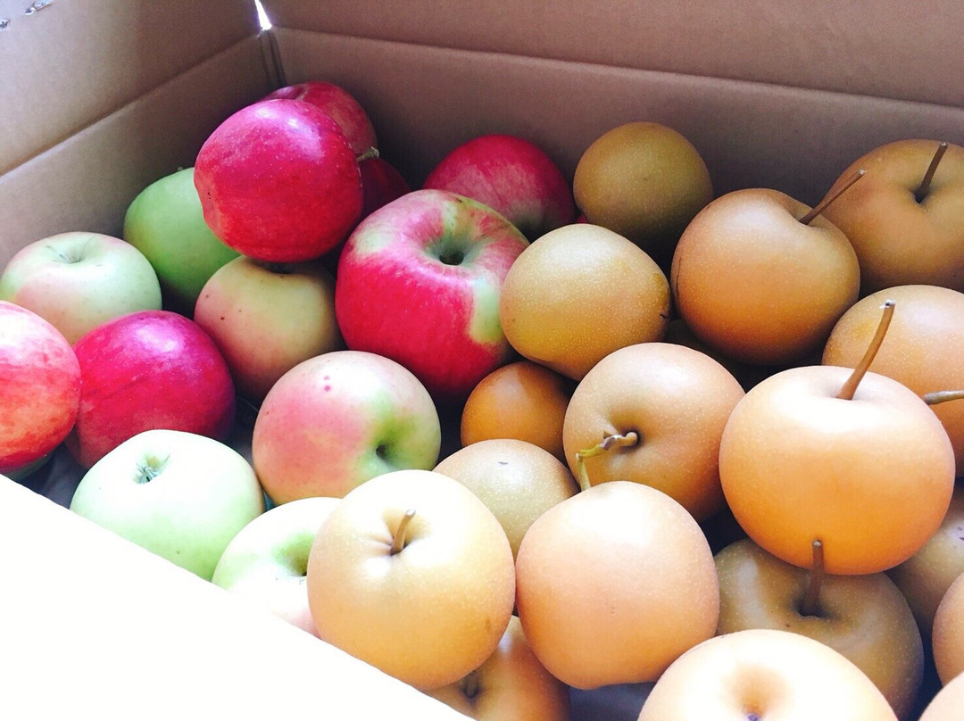 Yokoyama Fruit Farm-网走市必去景点