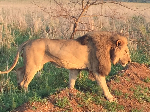 Woods Safaris-Gulu必去景点